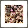 Desert Cactus Framed Print
