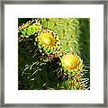 Desert Flowers Framed Print