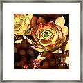 Desert Roses Framed Print
