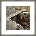 Desert Tortoise Framed Print