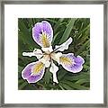 Detail Of A Wild Purple Iris Framed Print