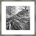 Detail Of An Oak Stump Framed Print