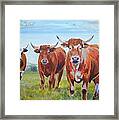 Devon Cattle Framed Print