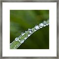 Dew Drops On Green Leaf Framed Print