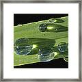 Dew Drops On Leaf Framed Print