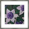 Clematis After The Rain Framed Print