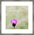 Dianthus Carthusianorum Flowers In Stipa Grass Framed Print