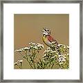 Dickcissel On Wild Daisies Framed Print