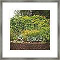 Did A New Veg Bed At #myallotment Framed Print