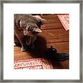 Did Someone Say #catnip #mouse Oh My! Framed Print