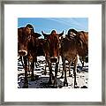 Different Cows, Different Horns Framed Print