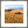 Dirt Track Leading Through Wheat Framed Print