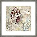 Discovery Shell Iv Framed Print