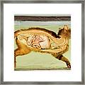 Dissected Wildcat Framed Print