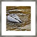 Diving Duck Framed Print