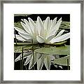 Dockside Lily Framed Print