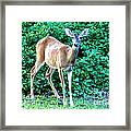 Doe A Deer Framed Print