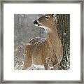 Doe In The Snow Framed Print