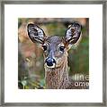 Doe Portrait Framed Print