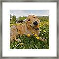 Dog Ball And Dandelions Framed Print