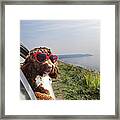 Dog Leaning Out Of Car Window On Coast Framed Print