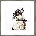 Dog Looking Up - The Amanda Collection Framed Print