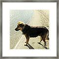 Dog Watching Framed Print