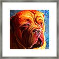 Vibrant Dogue De Bordeaux Painting On Blue Framed Print by Michelle Wrighton