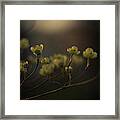 Dogwood At Dusk Framed Print