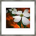 Dogwood Blossom Framed Print