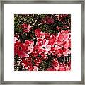 Dogwood Framed Print