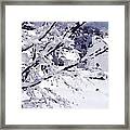 Dogwood In The Snow Framed Print