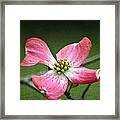 Dogwood Season Number Four Framed Print