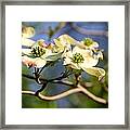 Dogwood Framed Print