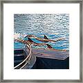 Dolphin Show - National Aquarium In Baltimore Md - 1212186 Framed Print