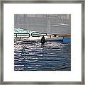 Dolphin Show - National Aquarium In Baltimore Md - 121219 Framed Print