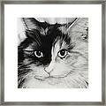 Domestic Cat Framed Print