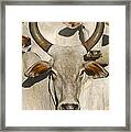 Domestic Cattle Brazil Framed Print
