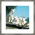 Domestic Goats Framed Print