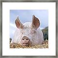 Domestic Pig Framed Print