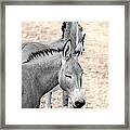 Donkeyflected Framed Print