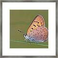 Dorcas Copper Framed Print