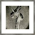 Dorothy Dilley In The Butterfly Dance Framed Print