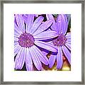 Double Purple Framed Print