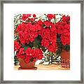 Double Red Begonias Framed Print