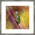 Down In The Swamp Tree Frog Framed Print