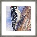 Downey Woodpecker Framed Print