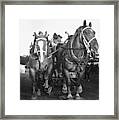 Draft Horses Framed Print