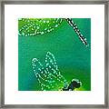 Dragonflies Adorned With Morning Dew Framed Print