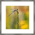 Dragonfly Autumn Perch Framed Print